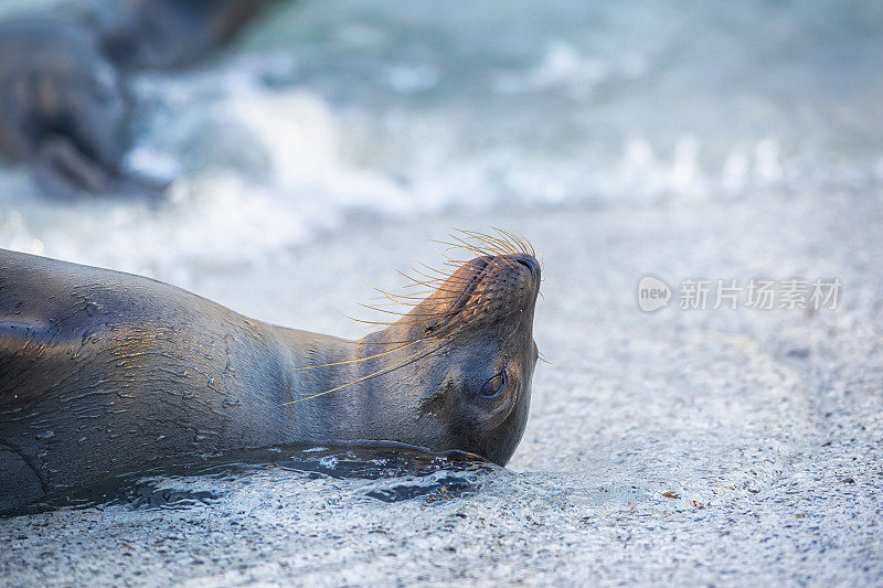 加拉帕戈斯海狮(Zalophus wollebaeki)在海滩上